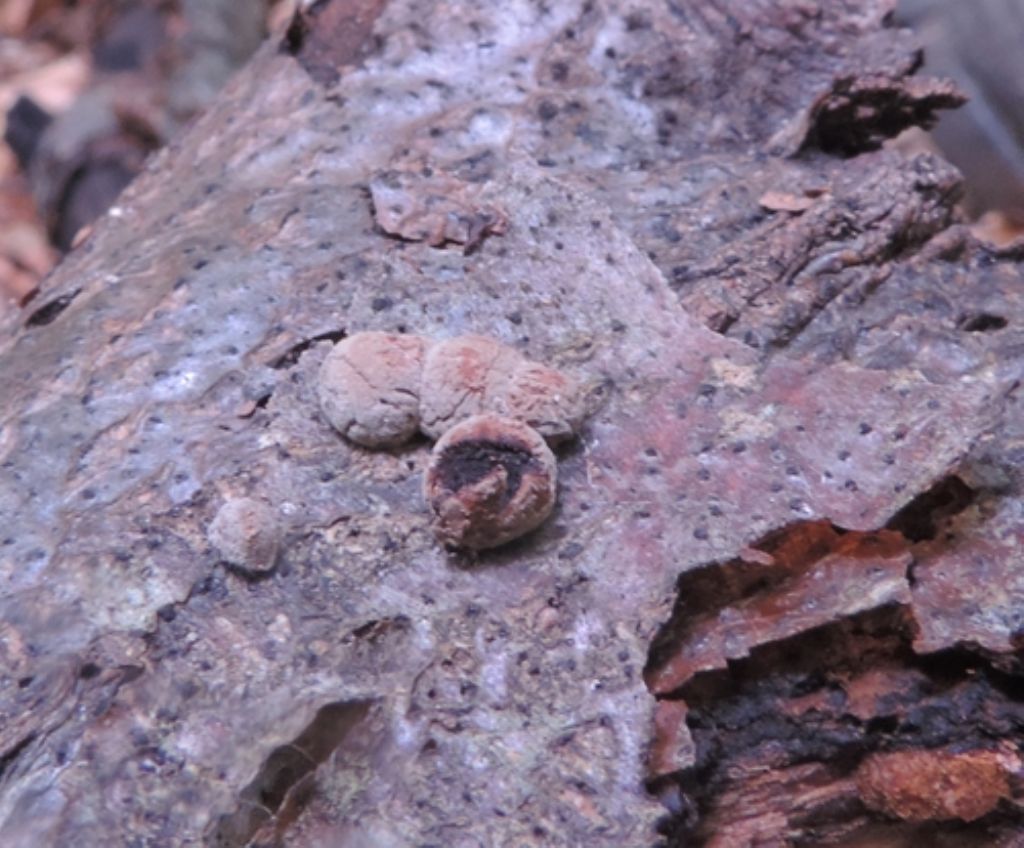 Tondi,piccoli e sporchi